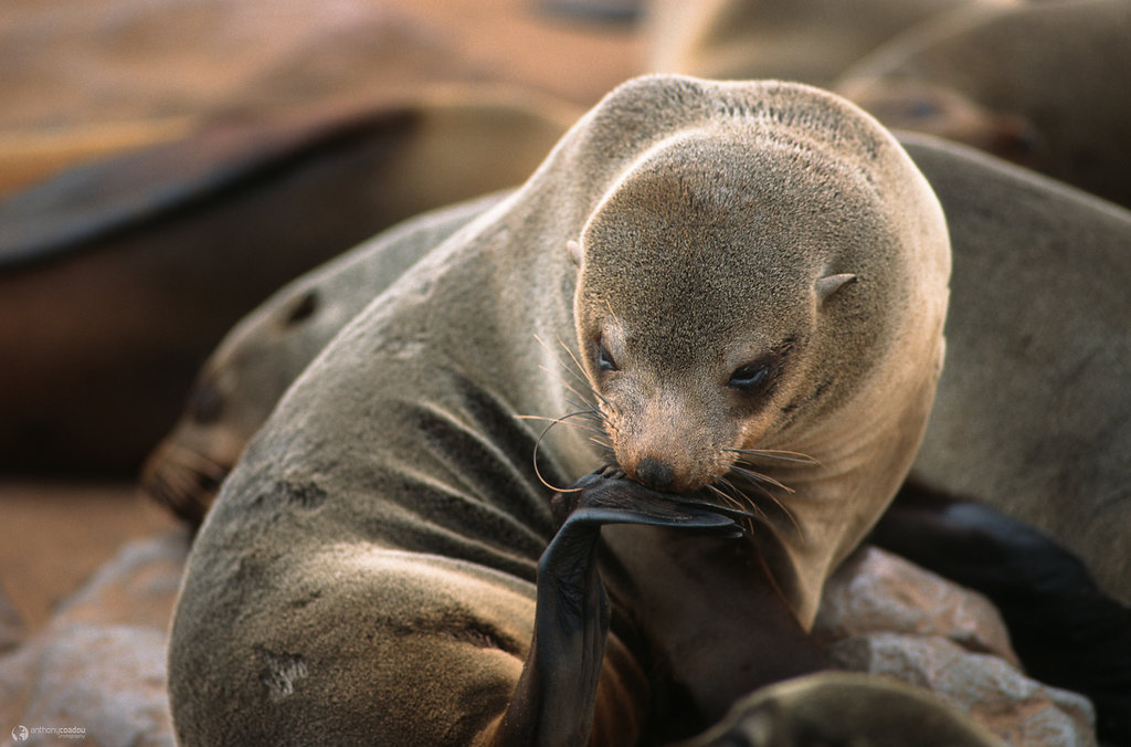 Elegant grooming