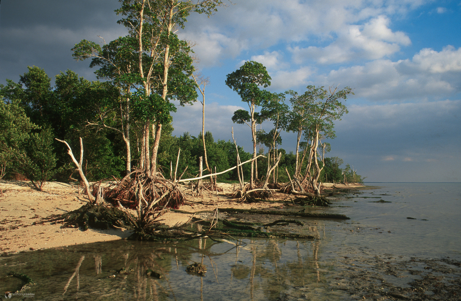 Everglades shore