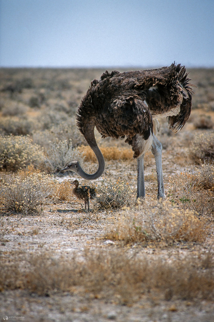 Protecting the little one