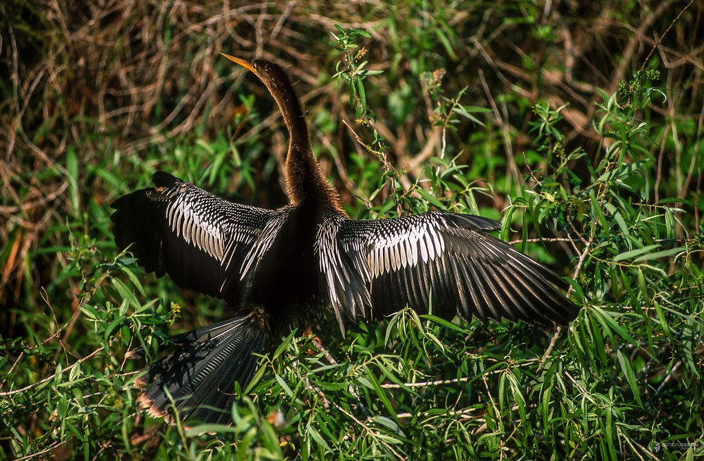 Stretching in the sun