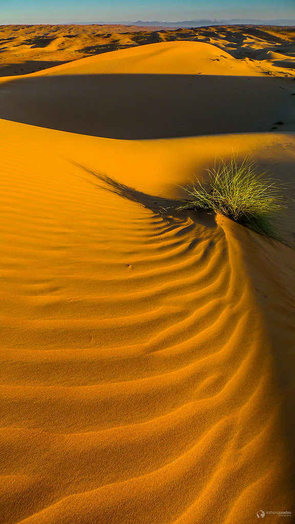 Rippled sea of sand