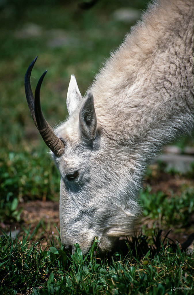 Mountain goat