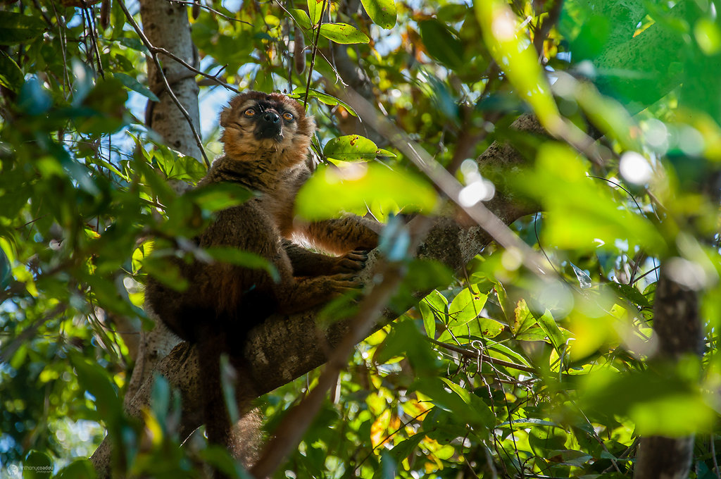 Thinking lemur