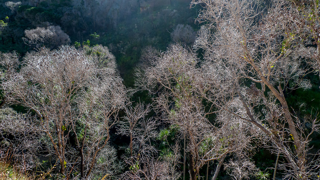 White trees